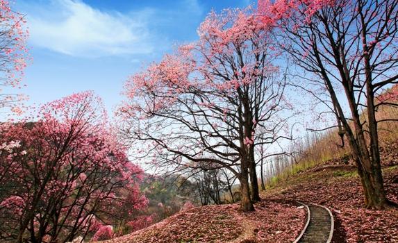 探索药王谷长寿之谜 养生团4月首发